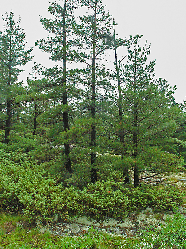 A native stand in the French River district,  Ontario.